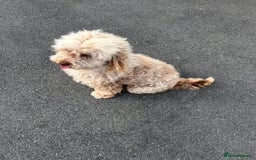 Cockapoo dogs for sale: F2 cockapoo  - Image 6