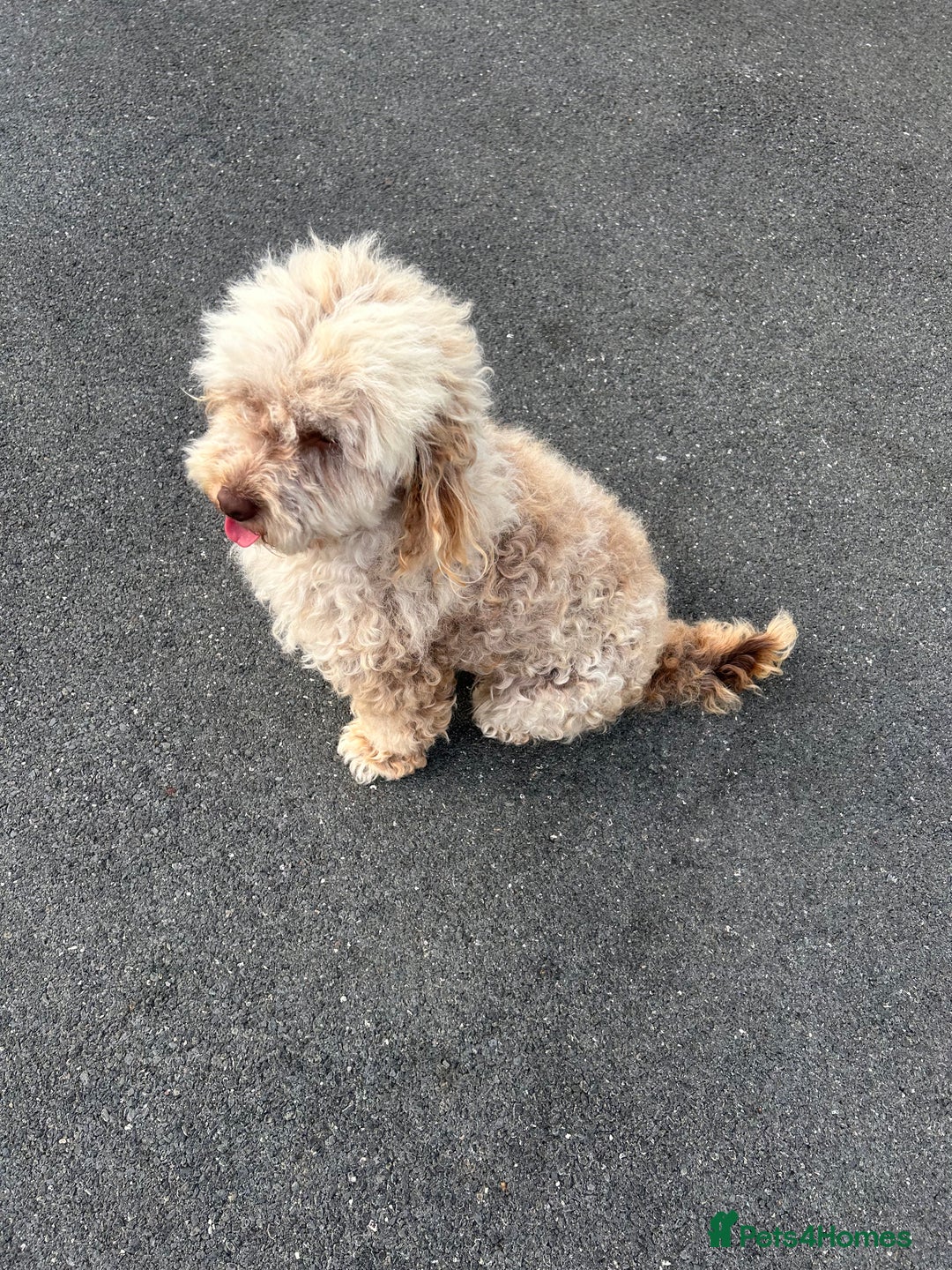 Cockapoo dogs for sale: F2 cockapoo  - Image 6
