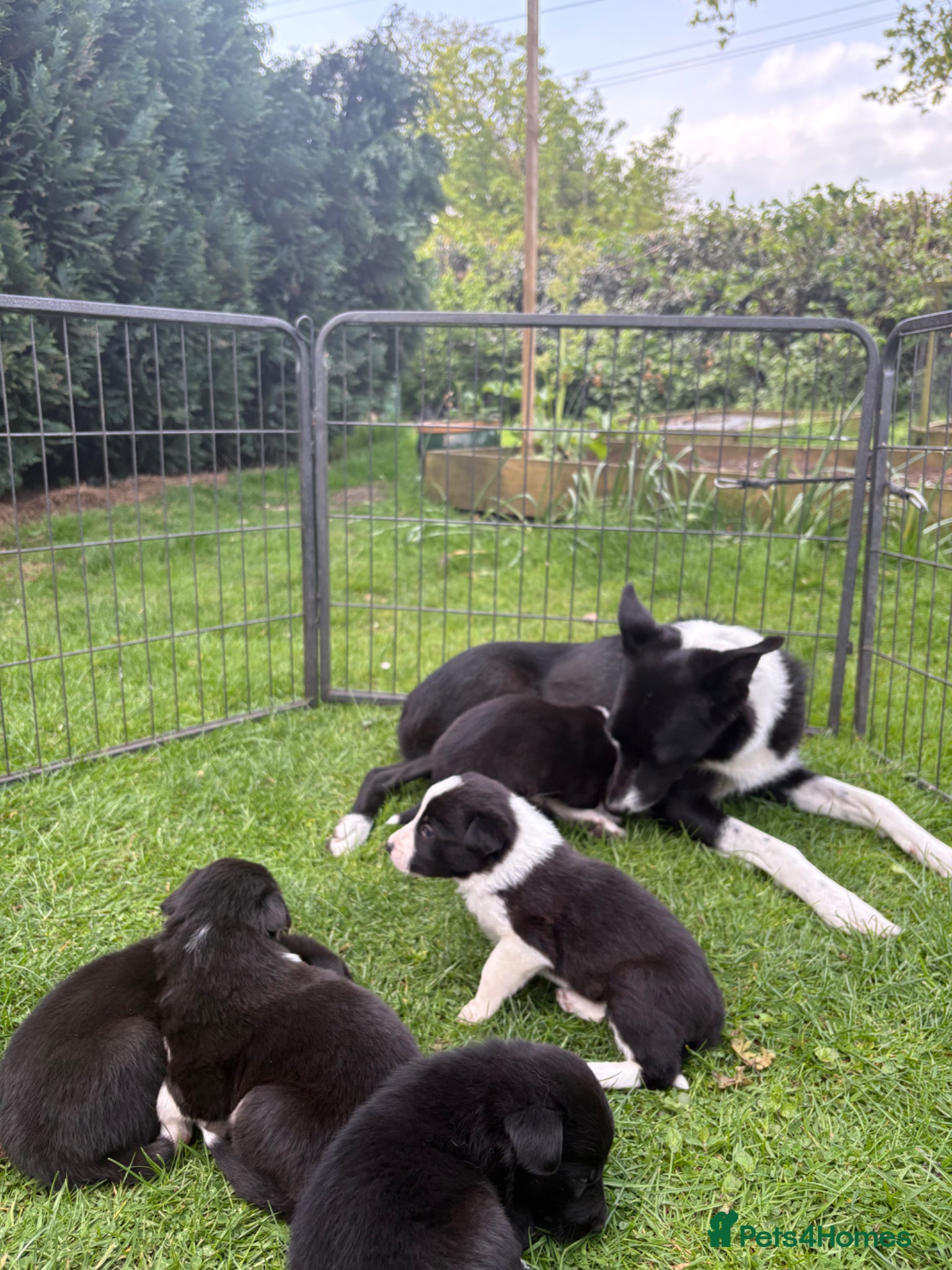 Mixed Breed dogs Beautiful Collie X Kelpie puppies available!🐶 - Advert 10