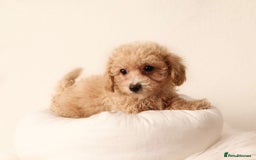 Cavapoochon dogs for sale: Stunning Cavapoochons ready now  - Image 3