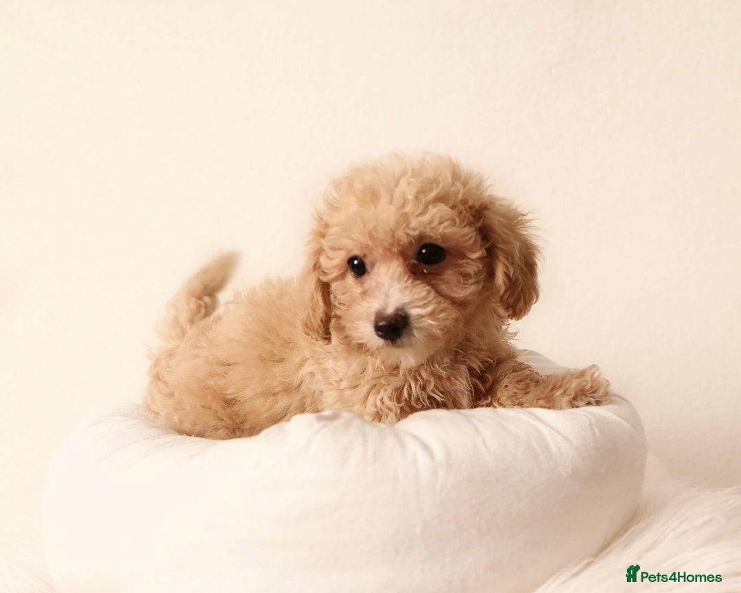 Cavapoochon dogs for sale: Stunning Cavapoochons ready now  - Image 3