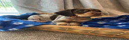 Cocker Spaniel dogs for sale: Cocker spaniel puppy’s  - Advert 11