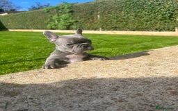 French Bulldog dogs for sale:  frenchies puppies  - Image 22