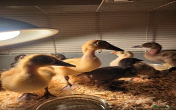 Chickens poultry for sale: Pekin chicks  - Image 2