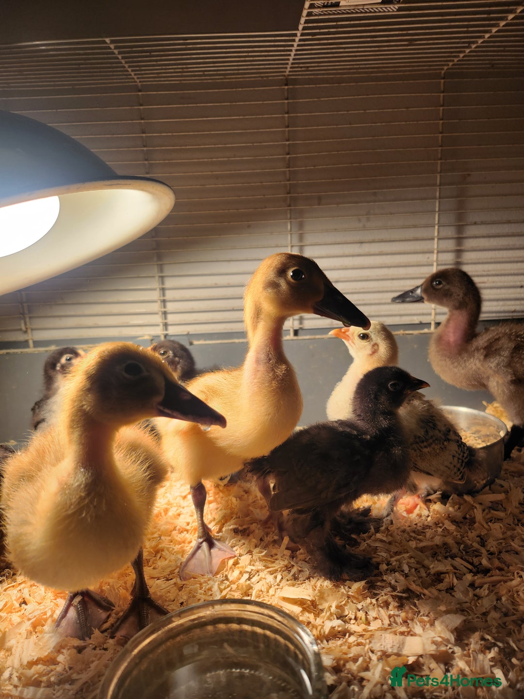 Chickens poultry for sale: Pekin chicks  - Image 2