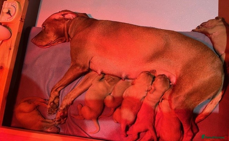 Hungarian Vizsla dogs - Advert 8