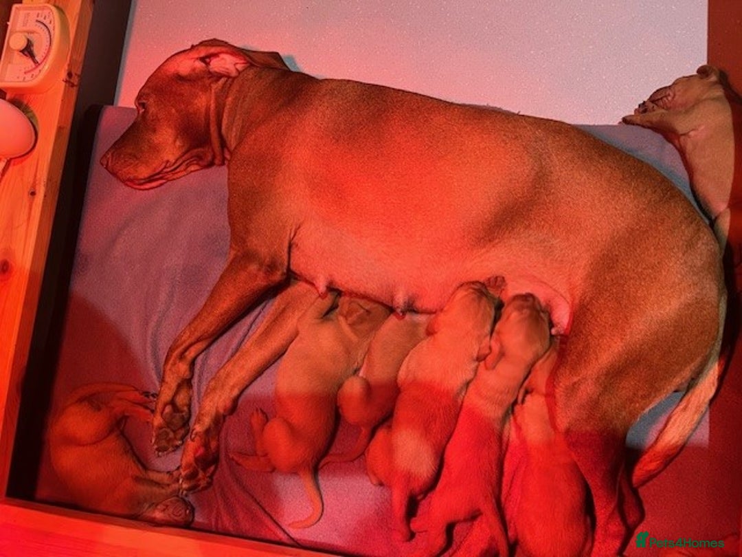 Hungarian Vizsla dogs for sale: Wonderful puppies from mum with 0/0 hip score.  - Image 1