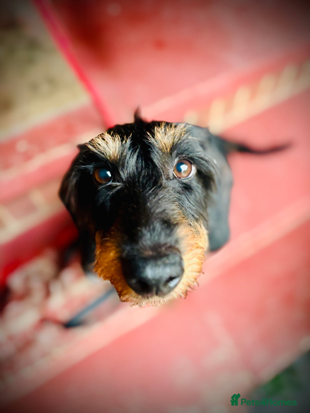 Dachshund dogs for sale: Female wiredhaired dachshund  - Image 3