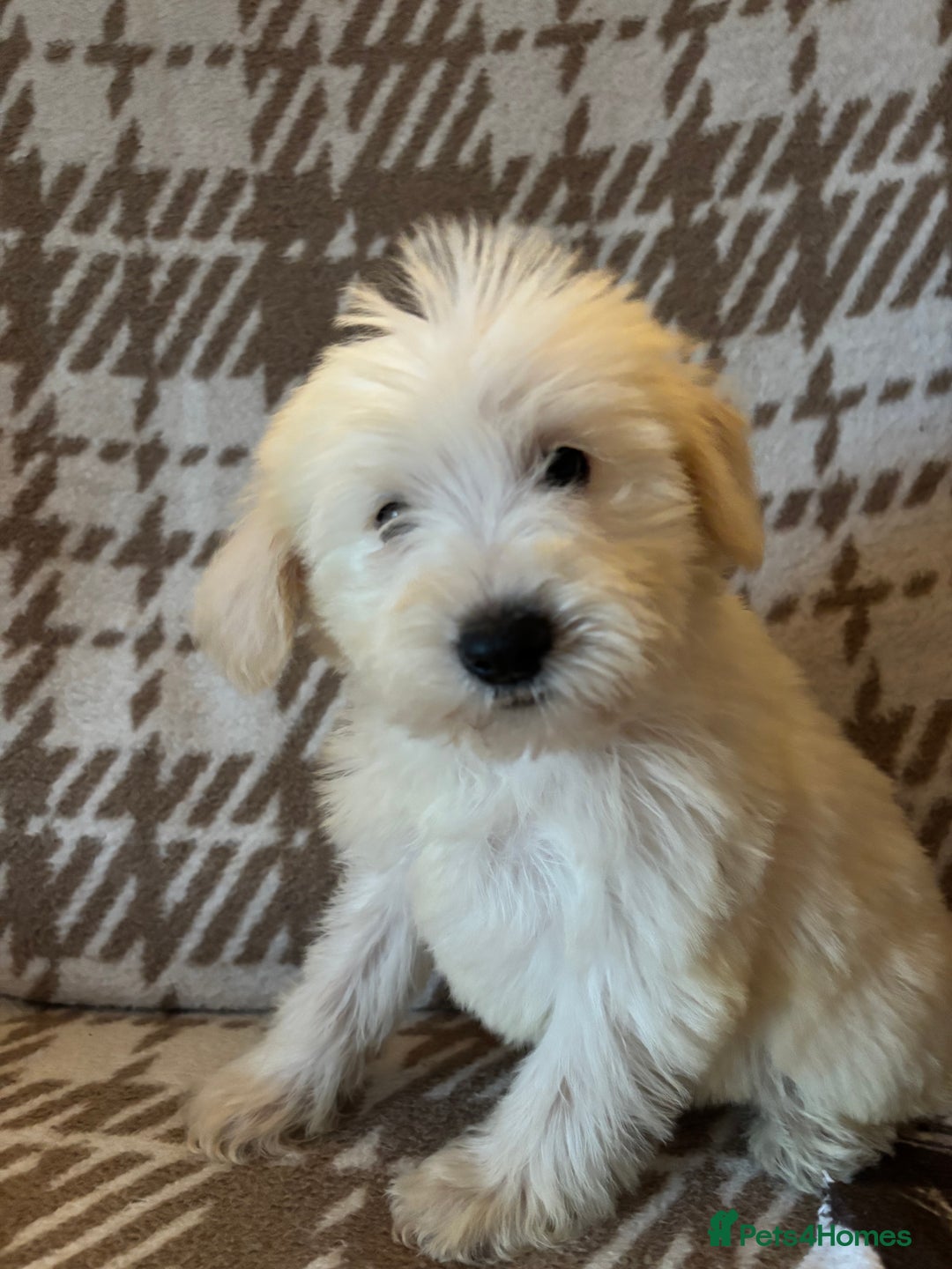 Mixed Breed dogs for sale: Truly special Schnoodle pups *unique colouring* - Advert 12