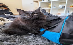 Maine Coon cats for sale: Black smoked boy  - Image 9