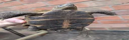 Tortoise reptiles for sale: Tortoise 9 year old male  - Advert 4