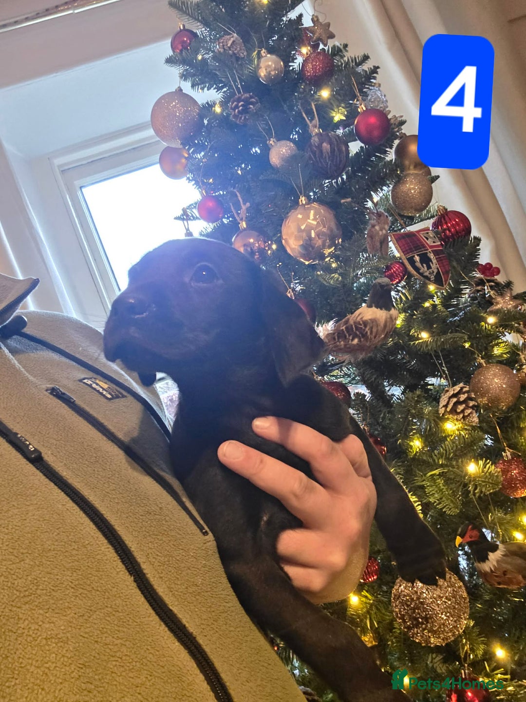 Labrador Retriever dogs for sale: Labrador Puppies  - Advert 4