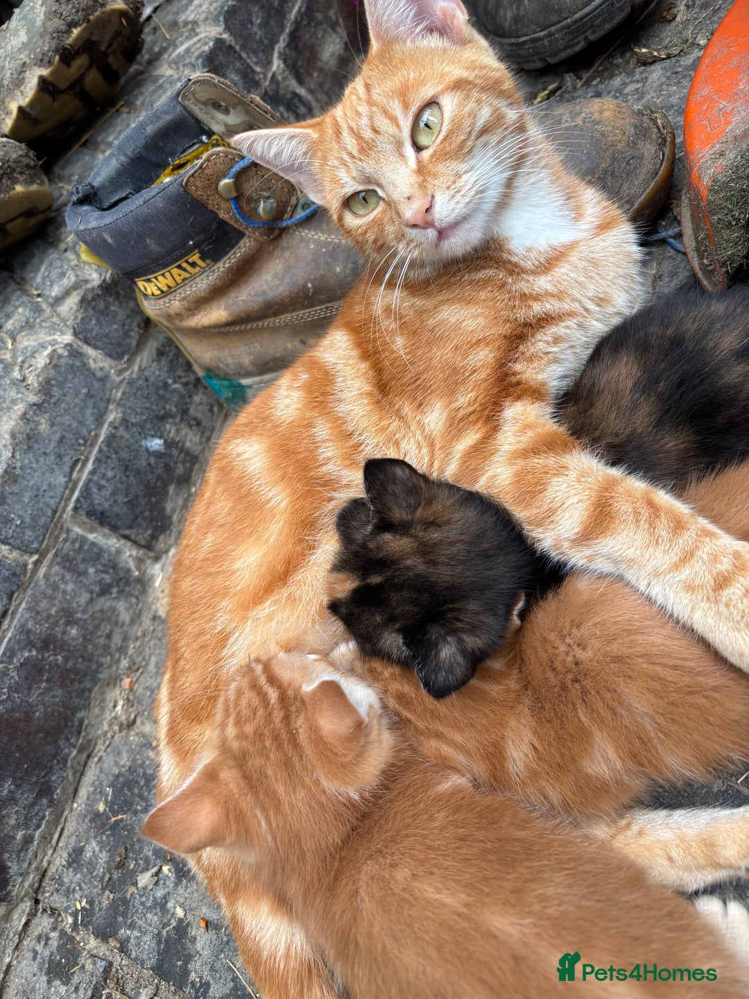 Mixed Breed cats for sale: 3 gorgeous kittens available  - Image 8