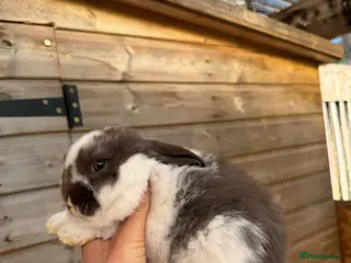 Mini Lop rabbits Male mini lops - Advert 10