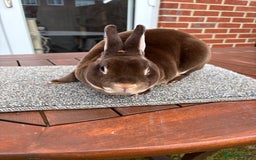 Rex rabbits for sale: Stunning Purebred Chocolate Otter Mini Rex - Image 2