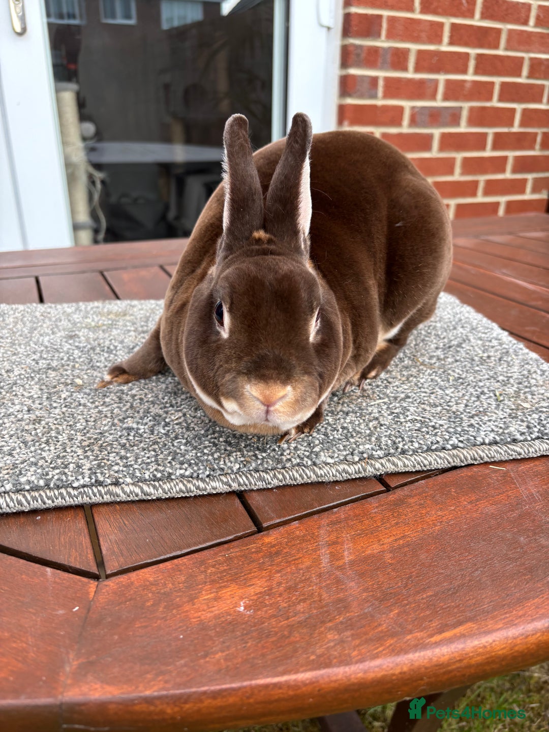 Rex rabbits for sale: Stunning Purebred Chocolate Otter Mini Rex - Image 2