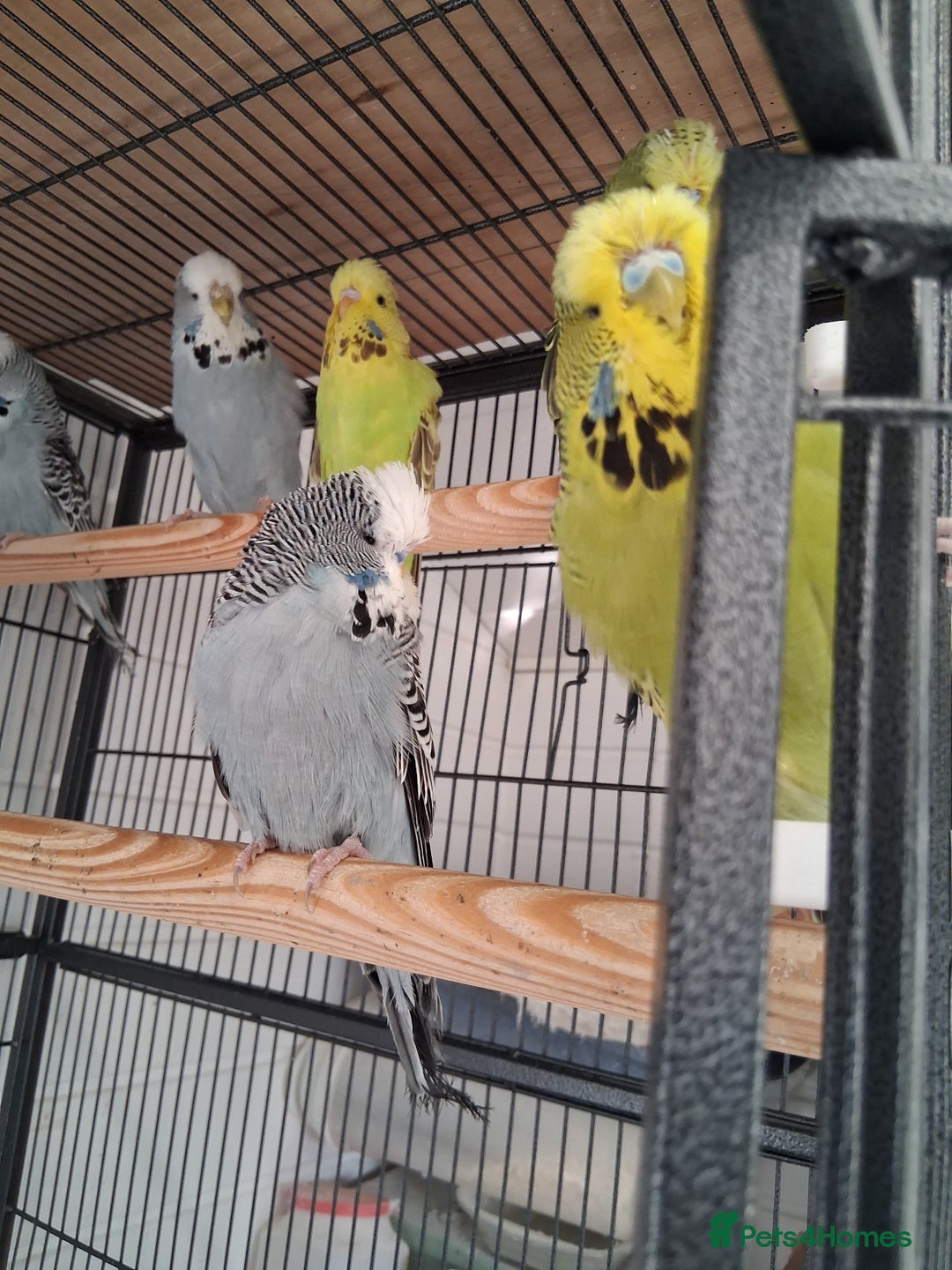 Budgerigars birds for sale: Exhibition Budgerigars - Advert 2