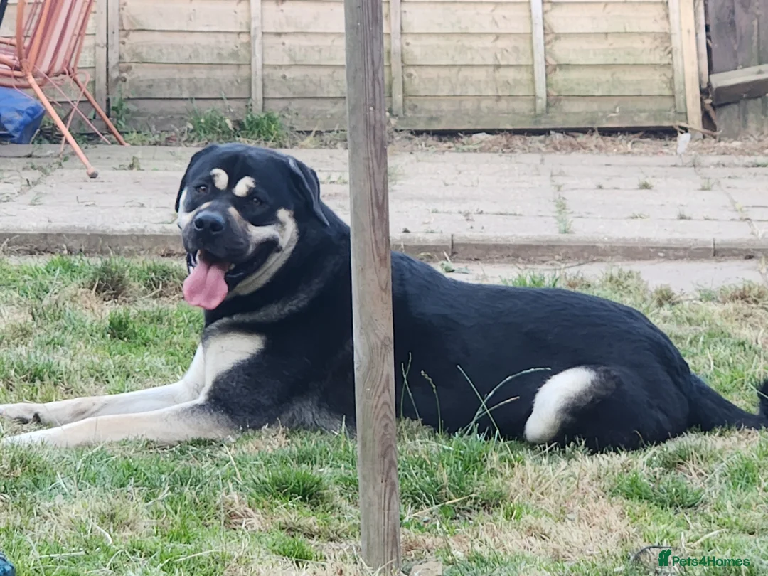 Mixed Breed dogs for sale: Deku   - Advert 17