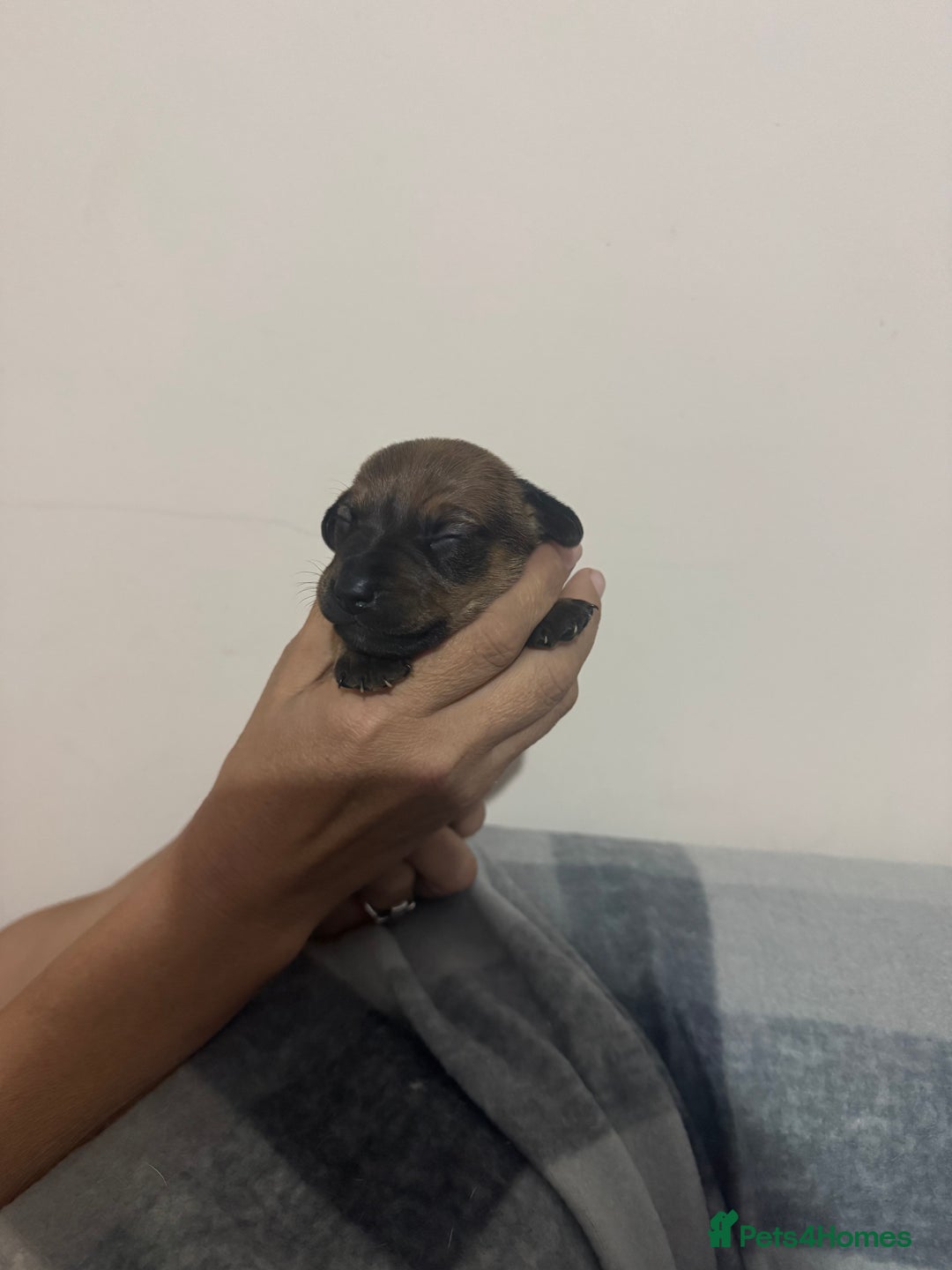 Jack Russell dogs for sale: 5 Jack Russel Puppies - Image 3