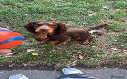 Cocker Spaniel dogs for stud: 🐾 Proven Stud - Healthy Working Cocker Spaniel 🐾 - Image 3