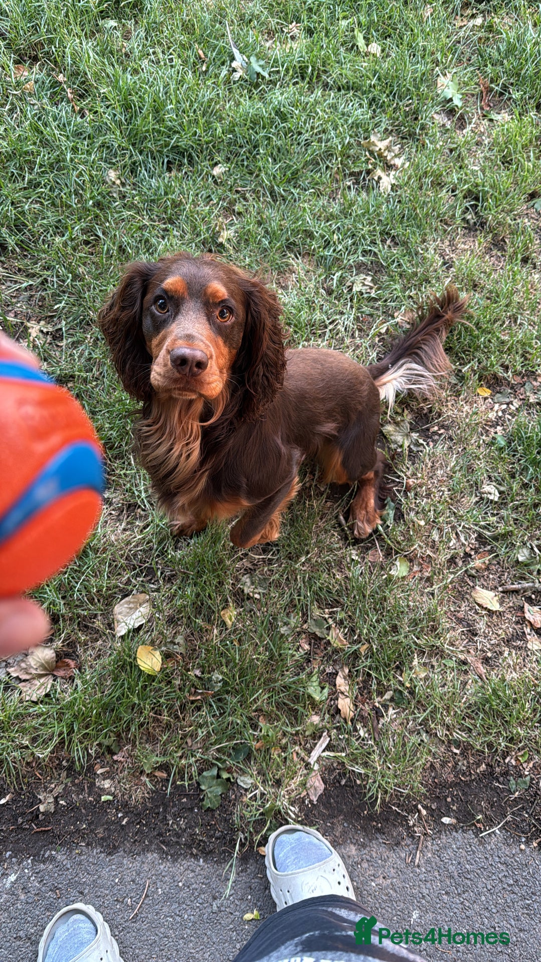 Cocker Spaniel dogs for stud: 🐾 Proven Stud - Healthy Working Cocker Spaniel 🐾 - Image 3