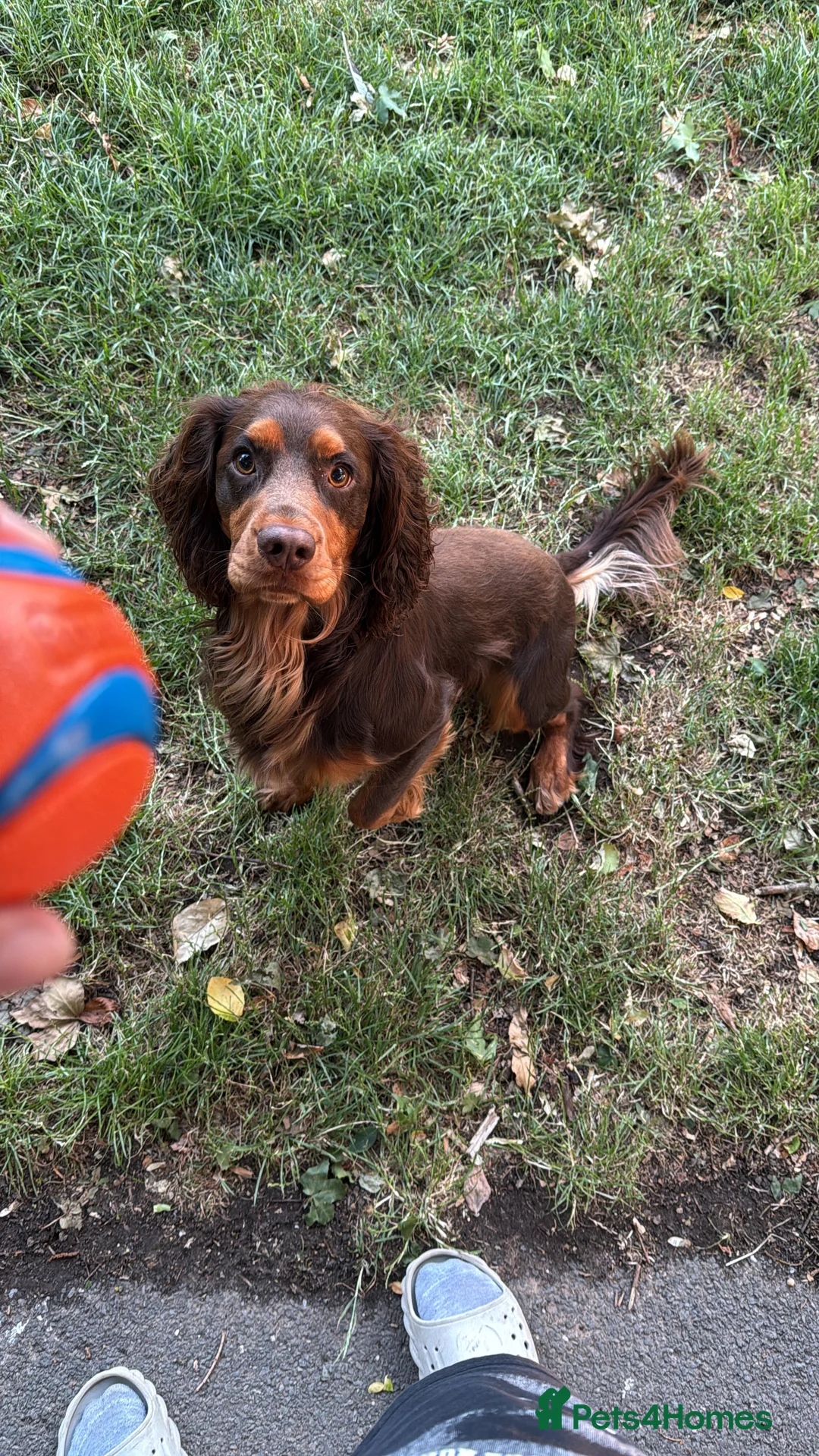 Cocker Spaniel dogs for stud: 🐾 Proven Stud - Healthy Working Cocker Spaniel 🐾 - Advert 8