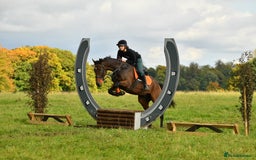 English Thoroughbred horses for sale: Smart hunter for sale - perfect mother/daughter - Image 4
