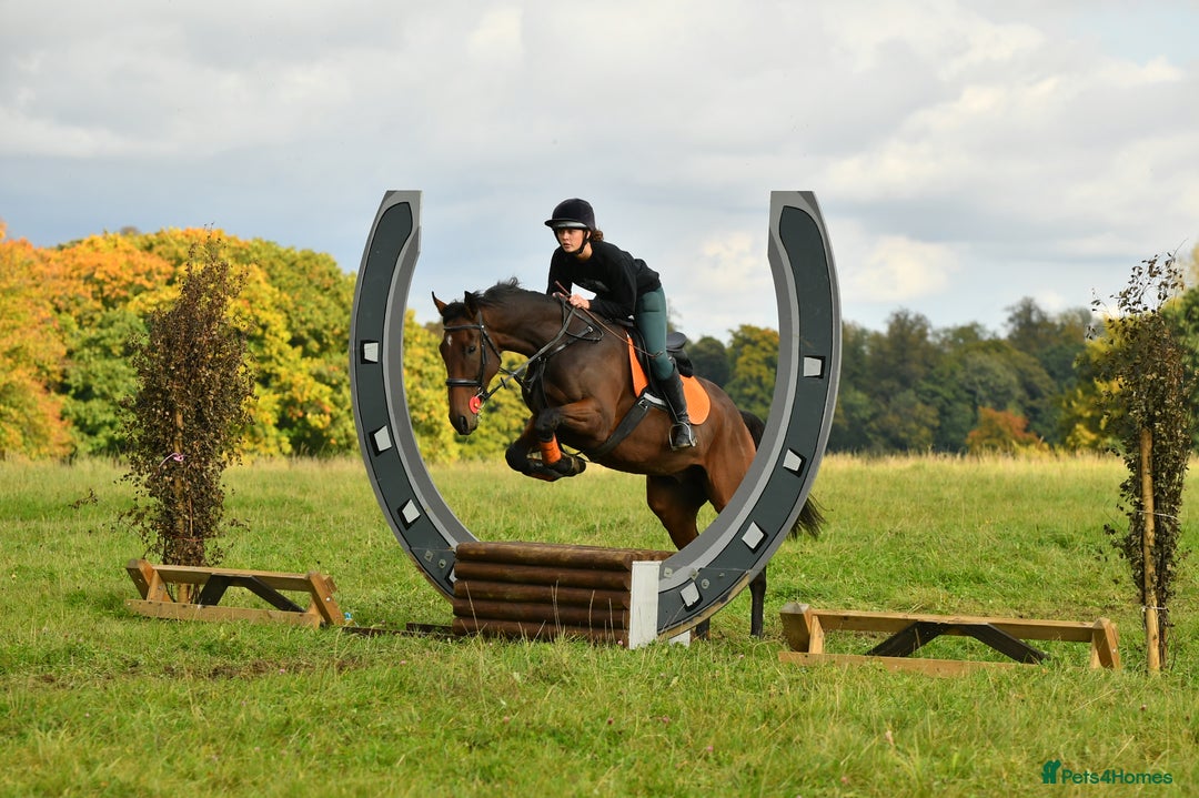English Thoroughbred horses for sale: Smart hunter for sale - perfect mother/daughter - Image 4