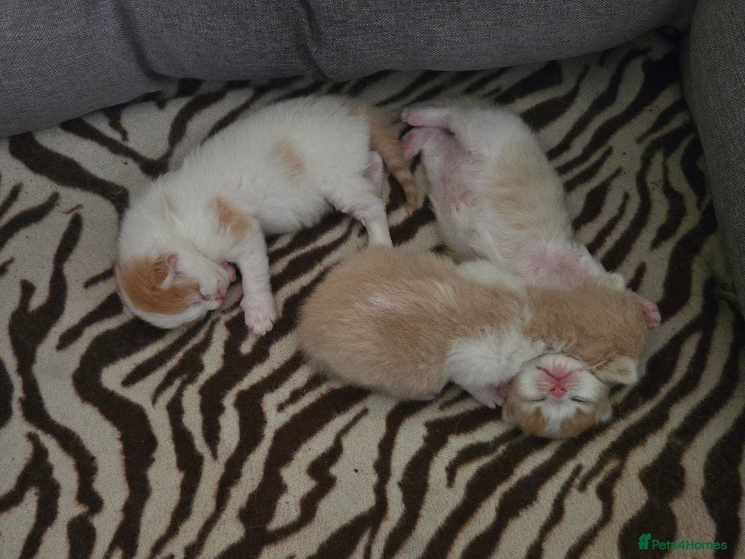 British Longhair cats for sale: 3 male kittens for sale  in Harrow - Image 16