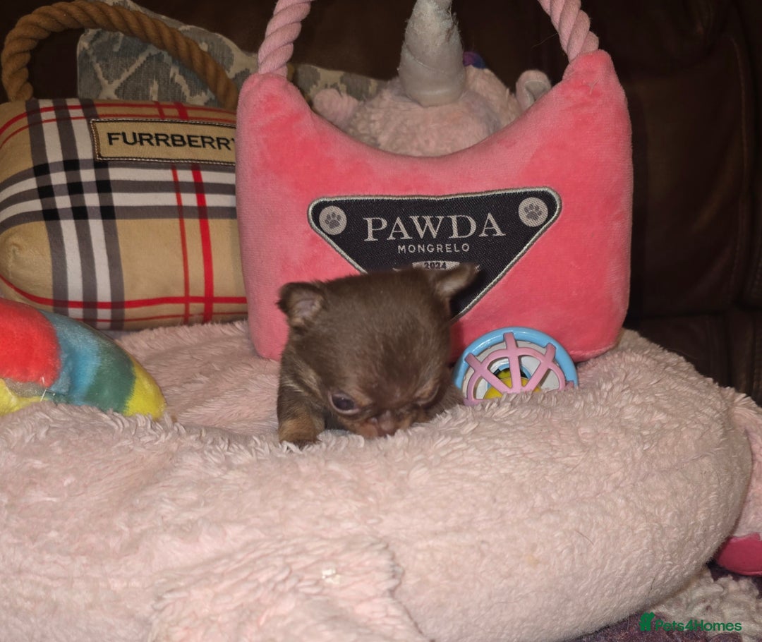 Chihuahua dogs for sale: XxQuality Chihuahua Chocolate Thai breeding pupsXx - Advert 13