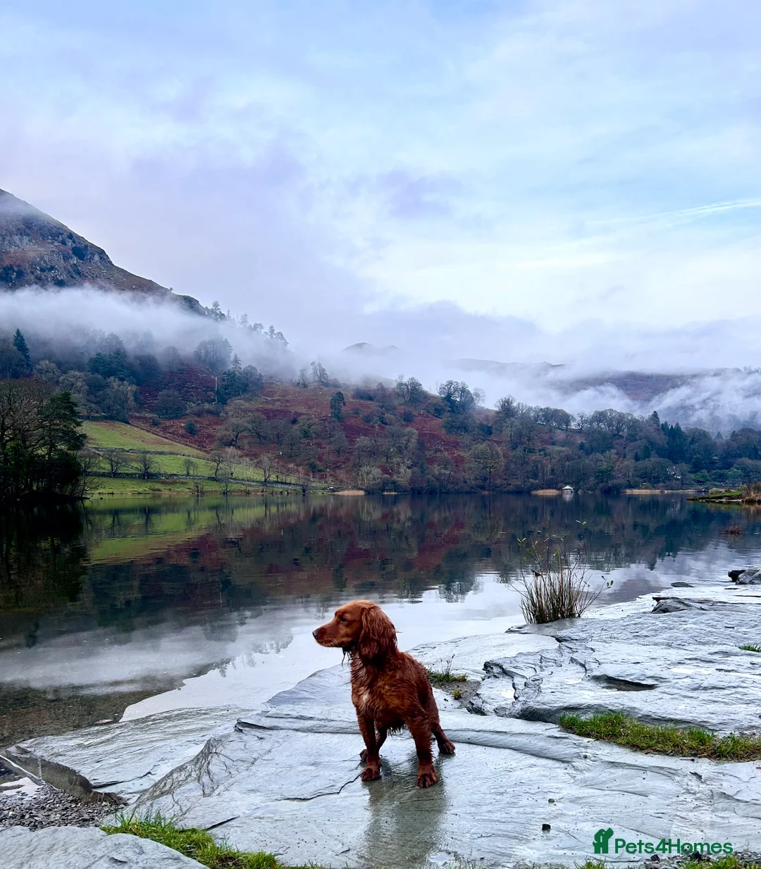 Cocker Spaniel dogs for sale: Beautiful Cocker spaniel puppies  - Advert 2