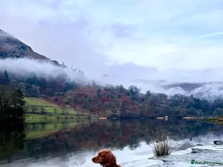 Cocker Spaniel dogs Beautiful Cocker spaniel puppies - Advert 1