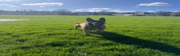 Belgian Shepherd Dog dogs for sale: Female KC Belgian Malinois for Sale - Advert 11
