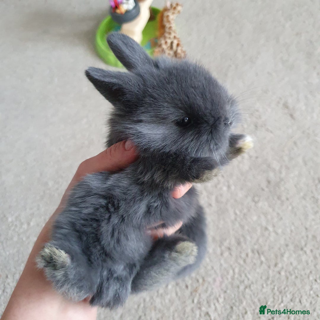 Lionhead rabbits for sale: Baby bunny's  - Advert 22