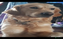 Golden Retriever dogs for sale: Available for STUD - Image 20