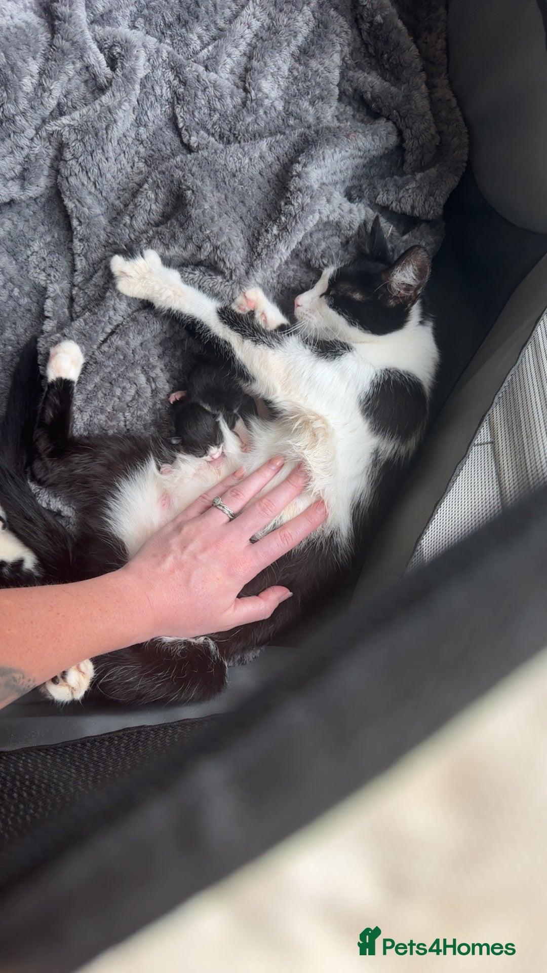 Domestic Shorthair cats for sale: Black and white kittens - Image 4