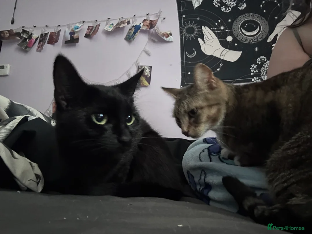 Bombay cats for sale: Sabrina 3YO girl in Bristol - Advert 6