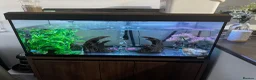 Axolotl reptiles for sale: Full Axolotl set up plus Fluval Tank - Advert 13