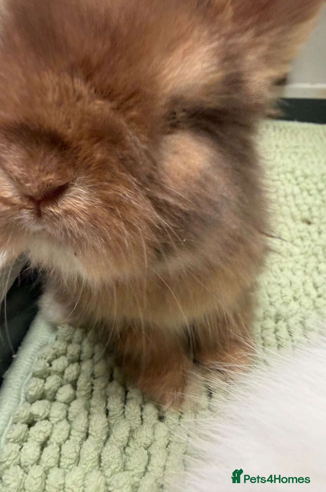 Angora rabbits Angora full face purebred balls of fluff 🐇  - Advert 1