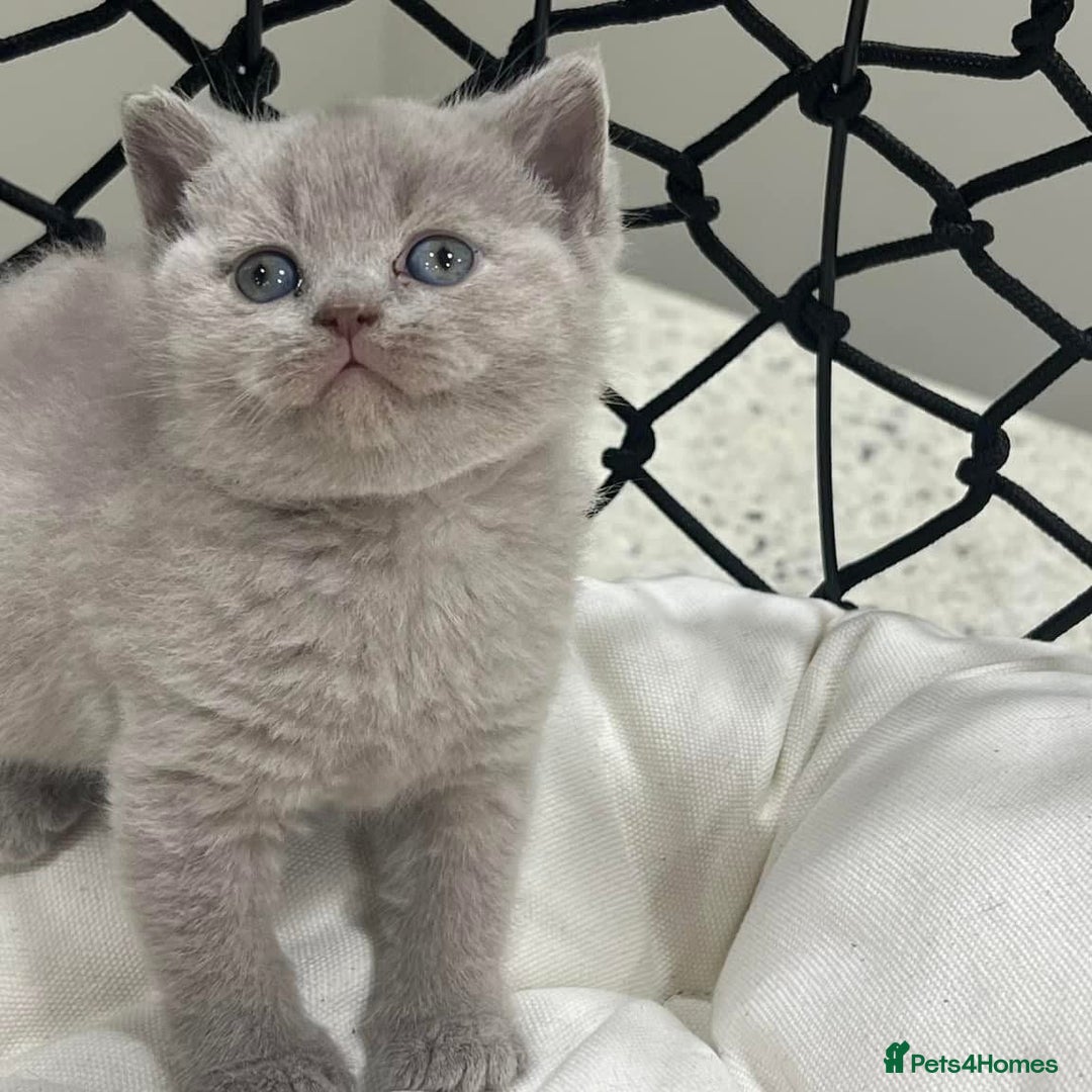 British Shorthair cats for sale: British Shorthair kittens - stunning litter - Advert 1