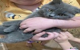 British Shorthair cats for sale: British shorthair boys  - Image 10