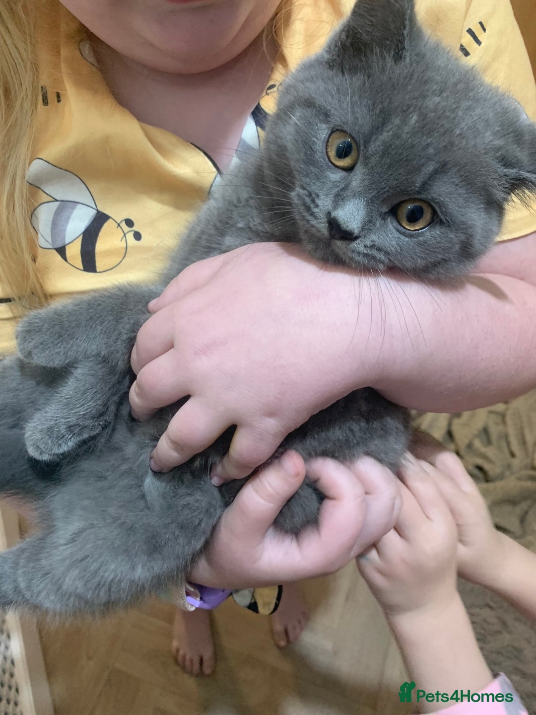 British Shorthair cats for sale: British shorthair boys  - Image 10