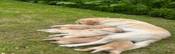 Labrador Retriever dogs for sale: Fabulous blonde Labrador puppies  - Advert 3
