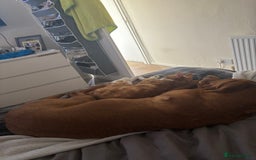 Mixed Breed cats for sale: Male cat  - Image 2