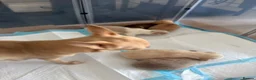 Chihuahua dogs for sale: Beautiful chihuahua puppies - Advert 2