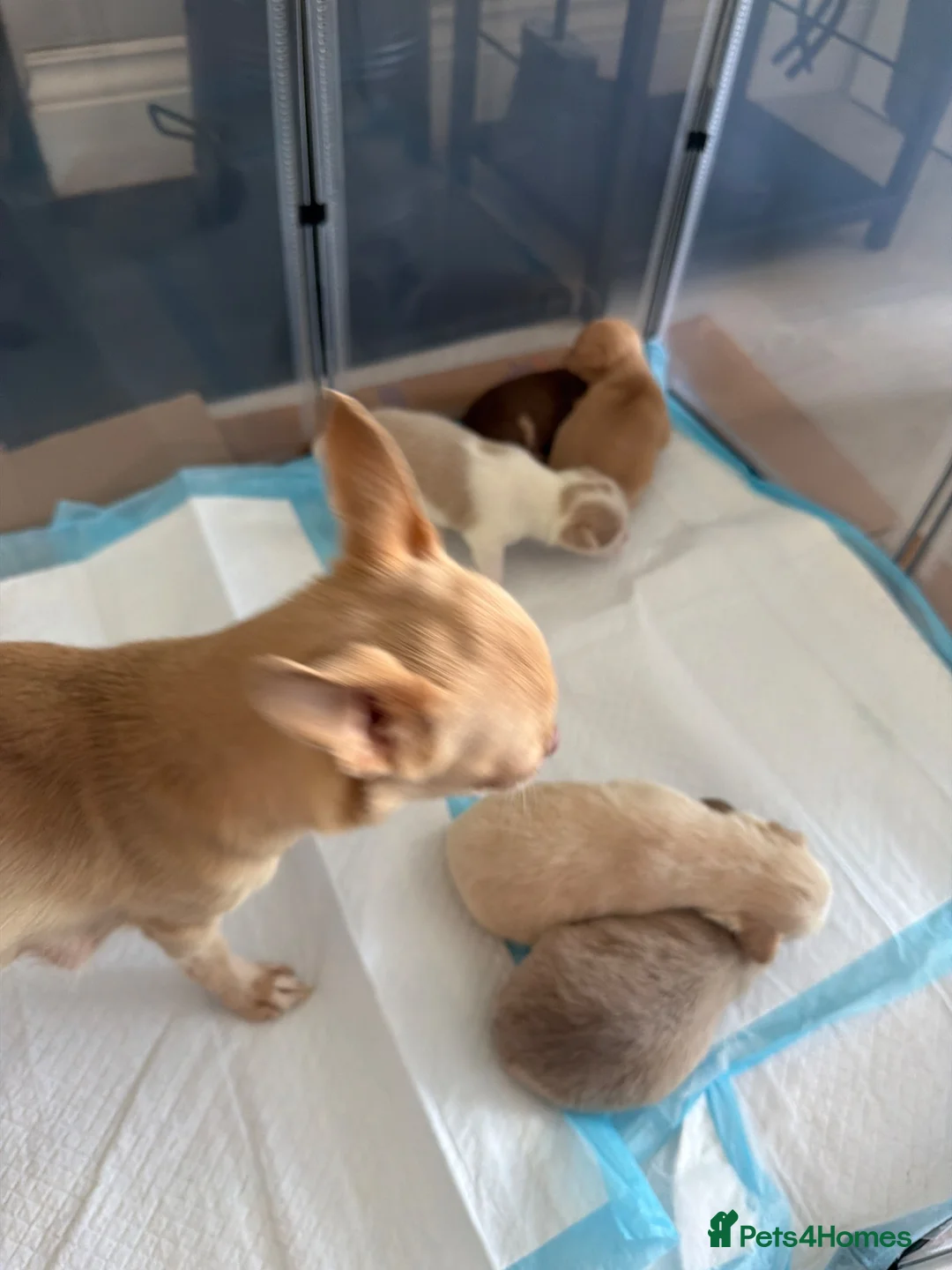 Chihuahua dogs for sale: Beautiful chihuahua puppies - Advert 2