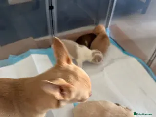 Chihuahua dogs Beautiful chihuahua puppies - Advert 2