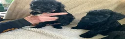 Schnoodle dogs for sale: Stunning miniature Schnoodle puppies - Advert 6