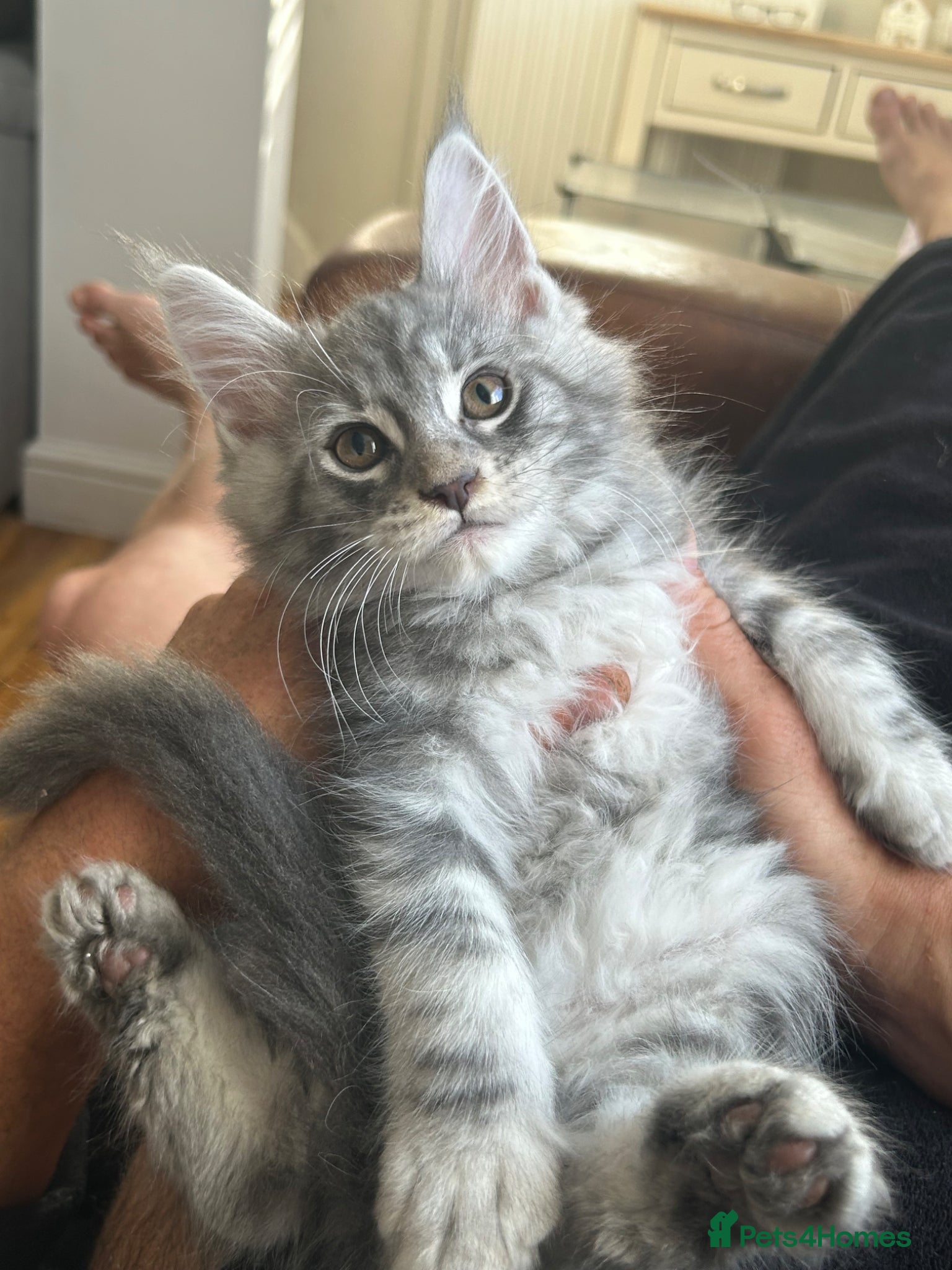 Maine Coon cats Tica Maine coones kittens ready 12th June  - Advert 11
