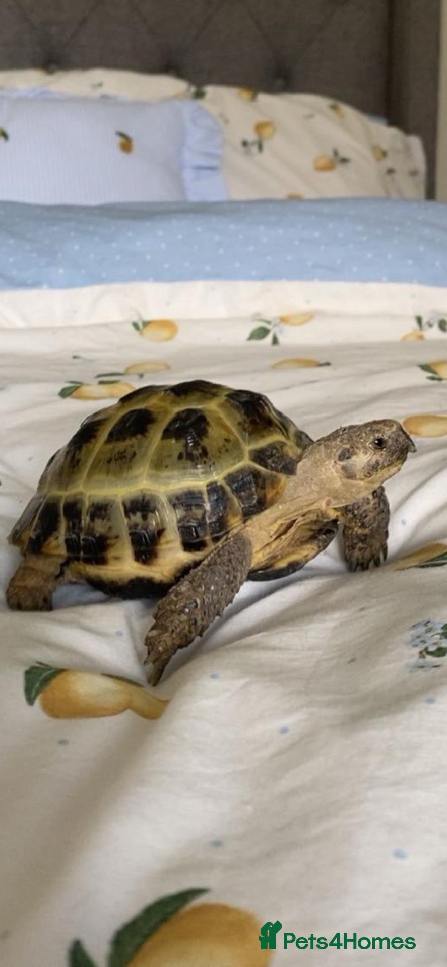 Tortoise reptiles Horsefield Tortoise - Advert 1